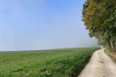 HageStumpe